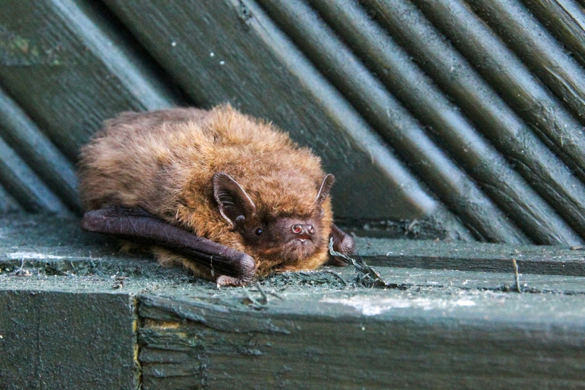 Wald x Würth «Fledermauskasten bauen»