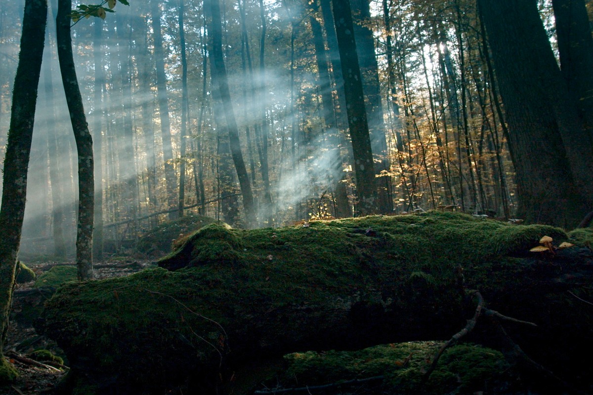 Filmabend der wilde Wald