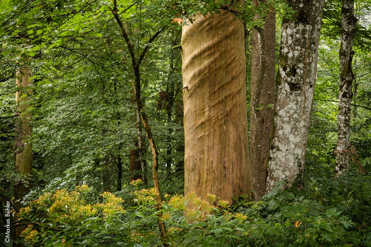 Buchpräsentation «Im Jahr des Waldes»